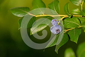 Organic high american blueberries growing on green bush