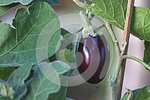 Organic home growing Eggplant ripening, species Solanum melongena