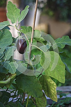 Organic home growing Eggplant ripening, species Solanum melongena