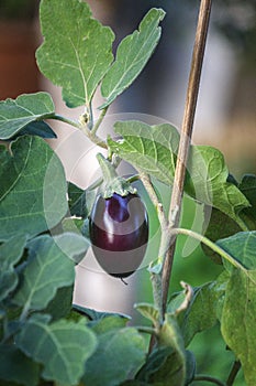 Organic home growing Eggplant ripening, species Solanum melongena