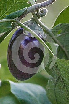 Organic home growing Eggplant ripening, species Solanum melongena