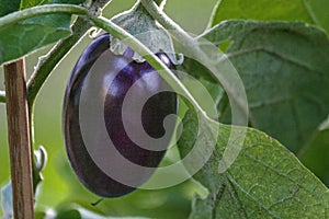 Organic home growing Eggplant ripening, species Solanum melongena