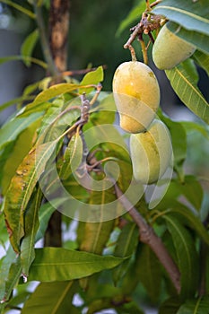 Organic home growing ripping mango fruits, a flowering plant of the genus Mangifera, cultivated worldwide for their edible fruit