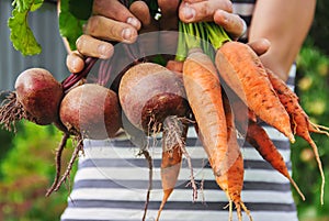 Organic home vegetables carrots and beets in the hands of men. Selective focus.