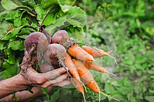 Organic home vegetables carrots and beets in the hands of men. Selective focus.