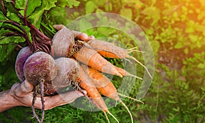 Organic home vegetables carrots and beets in the hands of men. Selective focus.