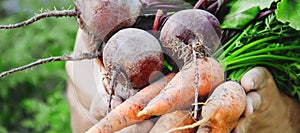 Organic home vegetables carrots and beets in the hands of men. Selective focus.