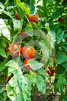 Organic Homegrown Tomatoes