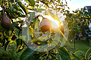 Organic homemade pears hanging from a tree branch in the sunshine. Natural colors