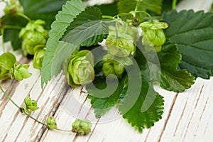 Organic hop plant on white wooden background, closeup