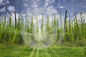 Organic hops plantation ready to harvest. Traditional eco beer brewery