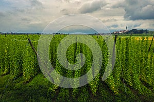 Organic hops plantation ready to harvest. Traditional eco beer brewery