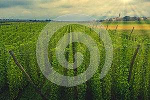 Organic hops plantation ready to harvest. Traditional eco beer brewery