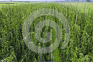 Organic hops plantation ready to harvest. Traditional eco beer brewery