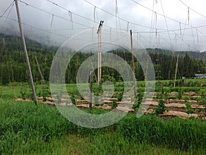 Organic hops vines growing in spring in British Columbia, Canada