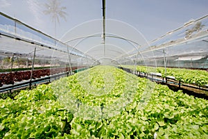 Organic hydroponic farm