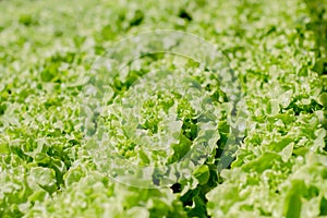 Organic hydroponic farm