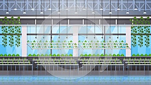 Organic hydroponic green plants row cultivation farm modern greenhouse interior farming system concept horizontal