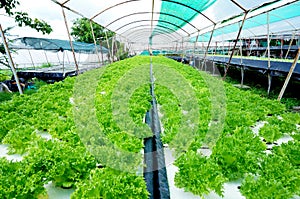Organic hydroponic vegetable