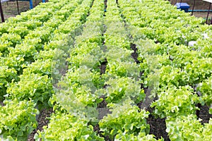 Organic hydroponic vegetable cultivation farm