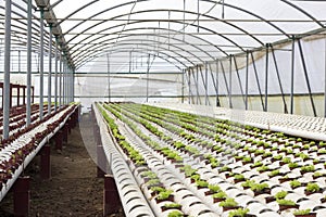 Organic hydroponic vegetable cultivation farm at countryside, jordan valley.