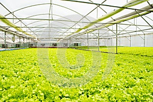 Organic hydroponic vegetable cultivation greenhouse farm.Concept of healthy eating. Farming. Food production