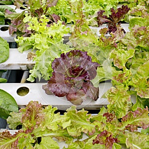 Organic hydroponic vegetable garden in merket