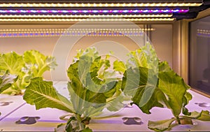 Organic hydroponic vegetable grow with LED Light Indoor farm