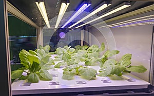 Organic hydroponic vegetable grow with LED Light Indoor farm