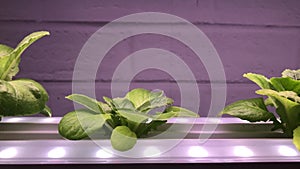 Organic hydroponic vegetable grow with LED Light Indoor farm,Agriculture Technology