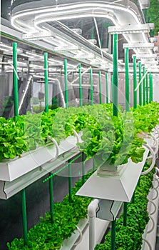 Organic hydroponic vegetable grow with LED Light Indoor farm. Agriculture Technology. Soilless culture of vegetables