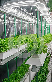 Organic hydroponic vegetable grow with LED Light Indoor farm. Agriculture Technology. Soilless culture of vegetables