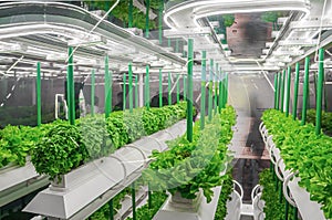 Organic hydroponic vegetable grow with LED Light Indoor farm. Agriculture Technology. Soilless culture of vegetables