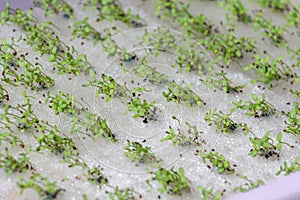 Organic hydroponics vegetable garden of seedling Celery made in nursery tray. Farm plants on hydroponic without soil agro