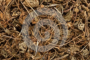 Organic Indian Pennywort (Centella asiatica). photo