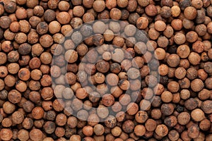 Organic Indian sandalwood (Santalum album) seeds. photo