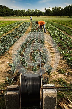 Organic irrigation farm field