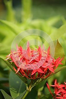 Organic Ixora Flower in the Garden