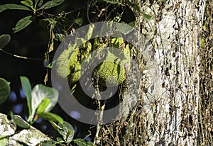 Organic Jackfruit or jack fruit hanging from tree