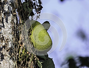 Organic Jackfruit or jack fruit hanging from tree
