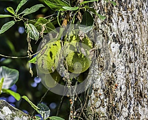 Organic Jackfruit or jack fruit hanging from tree