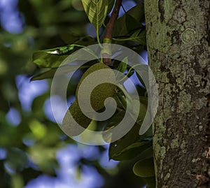 Organic Jackfruit or jack fruit hanging from tree