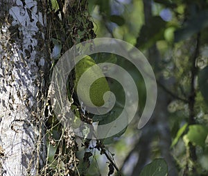 Organic Jackfruit or jack fruit hanging from tree