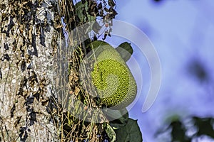 Organic Jackfruit or jack fruit hanging from tree