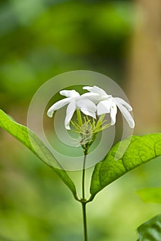 Organic Jesmin Flowers