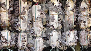 Organic Jew's ear (Auricularia auricula-judae) farm at Don Duong district, Da Lat city, Lam province, Vietnam