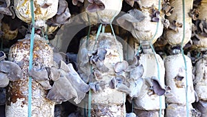 Organic Jew's ear (Auricularia auricula-judae) farm at Don Duong district, Da Lat city, Lam province, Vietnam