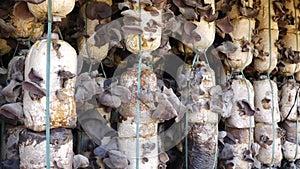 Organic Jew's ear (Auricularia auricula-judae) farm at Don Duong district, Da Lat city, Lam province, Vietnam