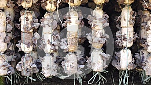 Organic Jew's ear (Auricularia auricula-judae) farm at Don Duong district, Da Lat city, Lam province, Vietnam