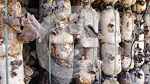 Organic Jew's ear (Auricularia auricula-judae) farm at Don Duong district, Da Lat city, Lam province, Vietnam